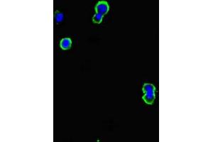 Immunofluorescent analysis of MCF-7 cells using ABIN7145145 at dilution of 1:100 and Alexa Fluor 488-congugated AffiniPure Goat Anti-Rabbit IgG(H+L) (CD79b Antikörper  (AA 29-159))