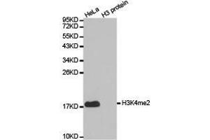 Western Blotting (WB) image for anti-Histone 3 (H3) (H3K4me2) antibody (ABIN1872995) (Histone 3 Antikörper  (H3K4me2))