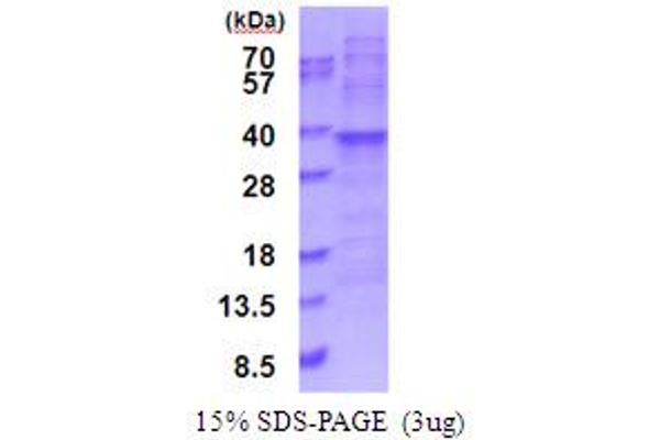 RPL7A Protein (AA 1-266) (His tag)