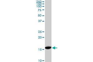 RPS23 monoclonal antibody (M02), clone 1E3. (RPS23 Antikörper  (AA 44-143))