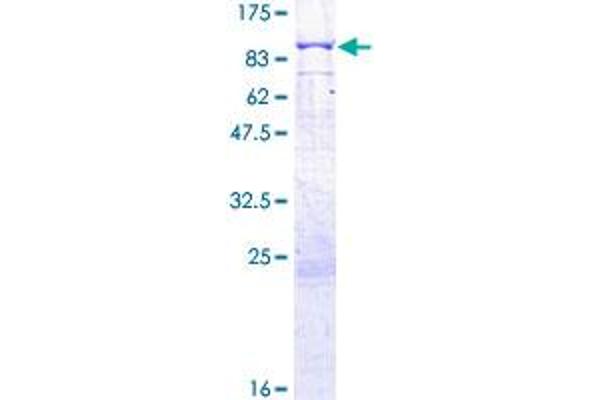 MAN1C1 Protein (AA 1-630) (GST tag)