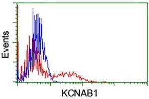 Flow Cytometry (FACS) image for anti-Potassium Voltage-Gated Channel, Shaker-Related Subfamily, beta Member 1 (KCNAB1) antibody (ABIN1498998) (KCNAB1 Antikörper)