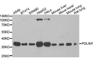 Western blot analysis of extracts of various cell lines, using PDLIM1 antibody. (PDLIM1 Antikörper)