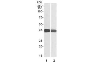 Western blot testing of human 1) HEK293 and 2) HeLa cell lysate with GAPDH loading control antibody at 0. (GAPDH Antikörper)