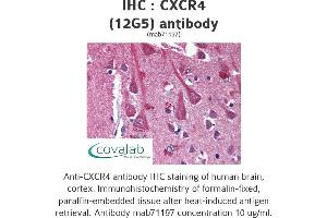 Image no. 1 for anti-Chemokine (C-X-C Motif) Receptor 4 (CXCR4) antibody (ABIN1724035) (CXCR4 Antikörper)