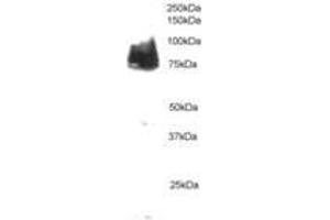 Image no. 1 for anti-Cortactin (CTTN) (AA 2-13) antibody (ABIN291053) (Cortactin Antikörper  (AA 2-13))