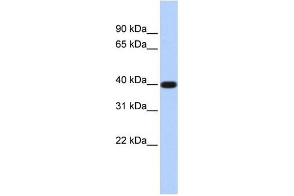 LPPR5 Antikörper  (N-Term)