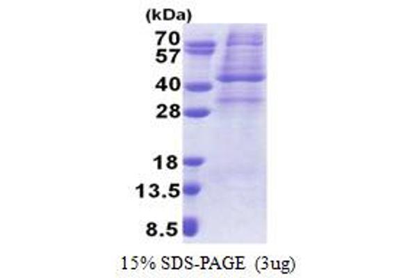 PRKAG1 Protein (AA 1-331) (His tag)