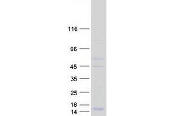 HCST Protein (Transcript Variant 2) (Myc-DYKDDDDK Tag)