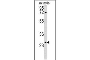 Western blot analysis of RPA2 Antibody in mouse testis tissue lysates (35ug/lane) (RPA2 Antikörper  (N-Term))