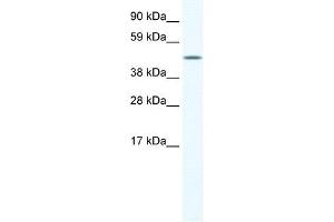 A830039H10RIK antibody (20R-1167) used at 0. (A830039H10RIK (C-Term) Antikörper)