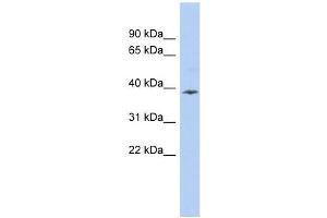 APOL6 antibody used at 0. (APOL6 Antikörper  (Middle Region))