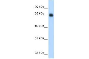 WB Suggested Anti-KNG1 Antibody Titration:  0. (KNG1 Antikörper  (Middle Region))