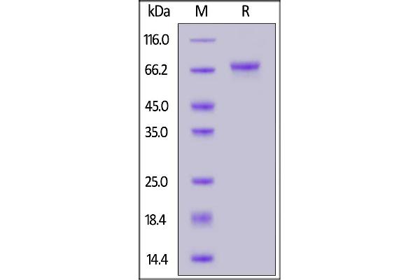 LGR5 Protein (AA 22-561) (His tag)