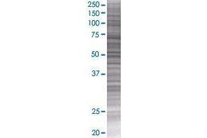 ATPBD1B transfected lysate. (ATPBD1B 293T Cell Transient Overexpression Lysate(Denatured))