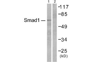 Western blot analysis of extracts from COS7 cells, treated with EGF (200ng/ml, 15mins), using Smad1 (epitope around residue 465) antibody. (SMAD1 Antikörper  (Ser465))