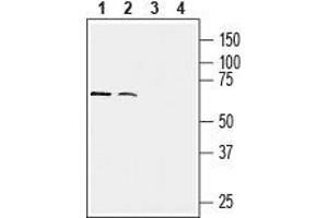 Western blot analysis of human NK-92MI natural killer cells (lanes 1 and 3) and human THP-1 acute monocytic leukemia (lanes 2 and 4) cell lysates: - 1,2. (CX3CR1 Antikörper  (Extracellular, N-Term))