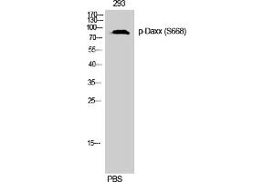 Western Blotting (WB) image for anti-Death-Domain Associated Protein (DAXX) (pSer668) antibody (ABIN5959374) (DAXX Antikörper  (pSer668))