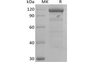 WNT3A Protein