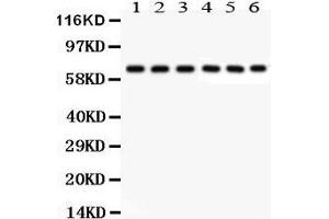 Anti- Kininogen1 Picoband antibody, Western blotting All lanes: Anti Kininogen1 at 0. (KNG1 Antikörper  (AA 19-210))