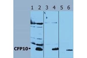 Image no. 1 for anti-Mycobacterium Tuberculosis Antigen CFP10 (Rv3874) antibody (ABIN238347) (Mycobacterium Tuberculosis Antigen CFP10 (Rv3874) Antikörper)