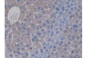 IHC-P analysis of Mouse Liver Tissue, with DAB staining. (APOC4 Antikörper  (AA 28-124))