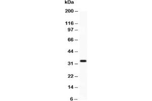 Western blot testing of PD-L1 antibody and HEPG2 lysate. (PD-L1 Antikörper  (AA 45-290))