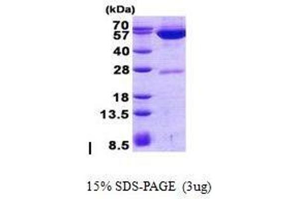 GPT2 Protein