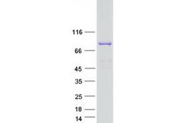 Sec23 Homolog B Protein (SEC23B) (Transcript Variant 3) (Myc-DYKDDDDK Tag)