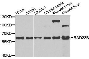 Western blot analysis of extracts of various cell lines, using RAD23B antibody. (RAD23B Antikörper  (AA 50-150))