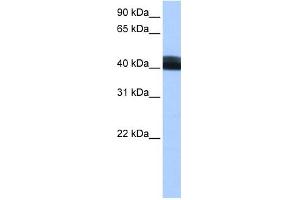 WB Suggested Anti-LRRC17 Antibody Titration: 0. (LRRC17 Antikörper  (Middle Region))