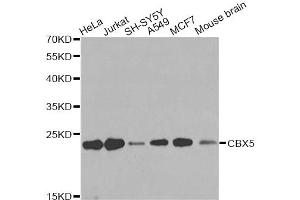 Western blot analysis of extracts of various cell lines, using CBX5 antibody. (CBX5 Antikörper)