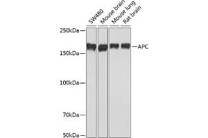 Western blot analysis of extracts of various cell lines, using APC antibody (ABIN7265452) at 1:1000 dilution. (APC Antikörper)