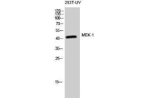 Western Blotting (WB) image for anti-Mitogen-Activated Protein Kinase Kinase 1 (MAP2K1) (Thr369) antibody (ABIN3185521) (MEK1 Antikörper  (Thr369))