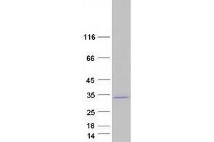 Validation with Western Blot (CDC42EP2 Protein (Myc-DYKDDDDK Tag))