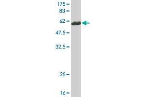 Western Blot detection against Immunogen (58. (CNN1 Antikörper  (AA 1-297))