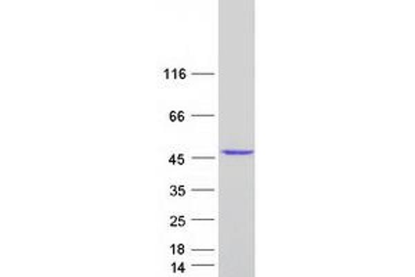 RAE1 Protein (Transcript Variant 2) (Myc-DYKDDDDK Tag)