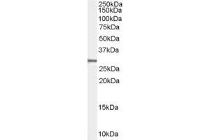 Western Blotting (WB) image for anti-Syndecan Binding Protein (Syntenin) (SDCBP) (N-Term) antibody (ABIN2466343) (SDCBP Antikörper  (N-Term))