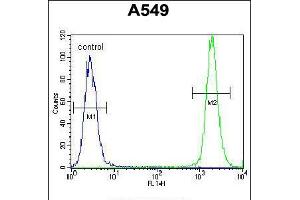 Flow cytometric analysis of A549 cells (right histogram) compared to a negative control cell (left histogram). (TRIM9 Antikörper  (C-Term))