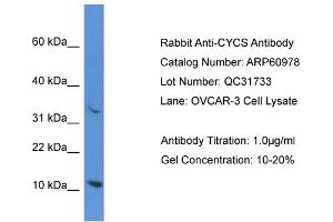 Western Blotting (WB) image for anti-Cytochrome C, Somatic (CYCS) (N-Term) antibody (ABIN786309) (Cytochrome C Antikörper  (N-Term))