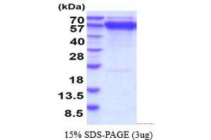 SDS-PAGE (SDS) image for Heat Shock 70kDa Protein 5 (Glucose-Regulated Protein, 78kDa) (HSPA5) (AA 20-655) protein (His tag) (ABIN6388120) (GRP78 Protein (AA 20-655) (His tag))