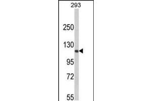 Western blot analysis of RB1 Antibody in 293 cell line lysates (35ug/lane)(2ug/ml) (Retinoblastoma 1 Antikörper  (C-Term))