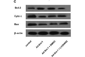 Western Blotting (WB) image for anti-Cytochrome C, Somatic (CYCS) (AA 51-105) antibody (ABIN723590)