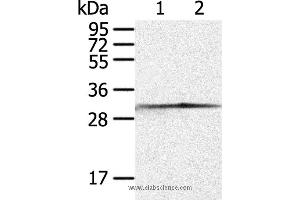 Western blot analysis of Jurkat and 293T cell, using CASP3 Polyclonal Antibody at dilution of 1:300 (Caspase 3 Antikörper)