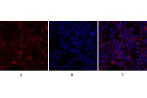 Immunofluorescence analysis of rat lung tissue. (Calnexin Antikörper)