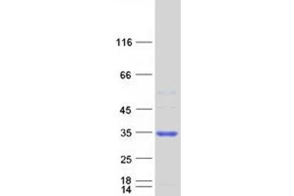 C1orf163 Protein (Myc-DYKDDDDK Tag)