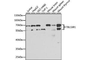 Western blot analysis of extracts of various cell lines, using TBL1XR1 antibody (ABIN6293614) at 1:1000 dilution. (TBL1XR1 Antikörper)