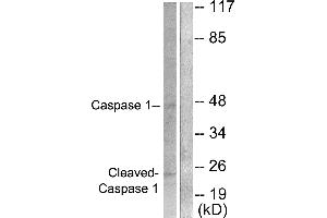 Western blot analysis of extracts from NIH/3T3 cells, treated with PMA (25uM, 60mins), using Caspase 1 (Cleaved-Asp210) antibody. (Caspase 1 Antikörper  (Cleaved-Asp210))