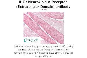 Image no. 1 for anti-Tachykinin Receptor 2 (TACR2) (2nd Extracellular Domain) antibody (ABIN1737301) (TACR2 Antikörper  (2nd Extracellular Domain))