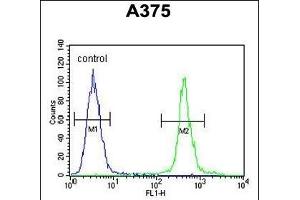 AL2SA Antibody (N-term) (ABIN654732 and ABIN2844420) flow cytometric analysis of  cells (right histogram) compared to a negative control cell (left histogram). (ALS2CR11 Antikörper  (N-Term))